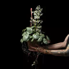 Saxifraga stolonifera