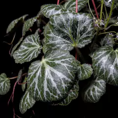 Saxifraga stolonifera en internet