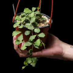 Hoya kanyakumariana - comprar online