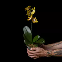Orquídea Phalaenopsis Amarilla - comprar online