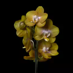 Orquídea Phalaenopsis Amarilla