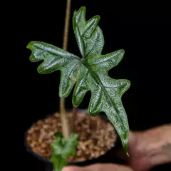 Alocasia tandurusa Jacklyn