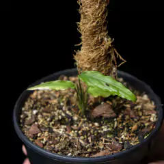 Monstera obliqua - comprar online