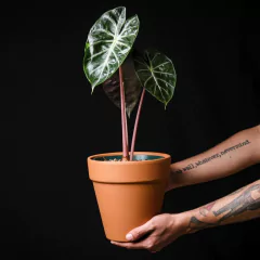 Alocasia Pink Dragon - Plantas Kolog = CALIDAD en Plantas de interior 