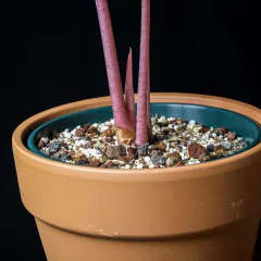 Alocasia Pink Dragon - comprar online