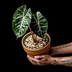 Alocasia Pink Dragon en internet