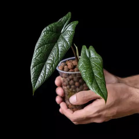 Alocasia scalprum - Semihydro