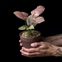 Syngonium podophyllum Pink - Chico