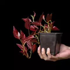 Begonia sp. Roja - Chica - comprar online