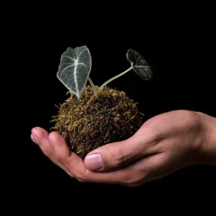 Kokedama - Alocasia reginula 'Black Velvet' - comprar online