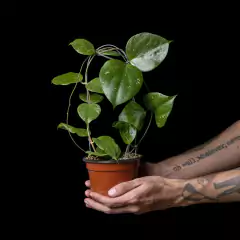 Hoya balaensis