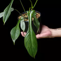 Philodendron joepii - comprar online