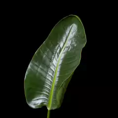 Strelitzia nicolai - comprar online