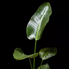 Strelitzia nicolai en internet