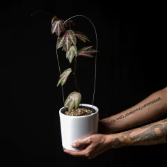 Passiflora trifasciata c/ Tutor