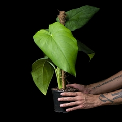 Syngonium cf. chiapense - Grande - comprar online