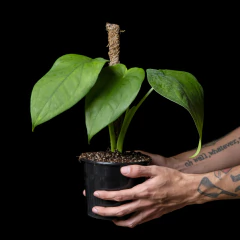 Syngonium cf. chiapense - Mediano en internet