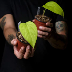 Syngonium cf. chiapense - Chico - Plantas Kolog = CALIDAD en Plantas de interior 