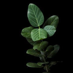 Ficus Audrey - comprar online