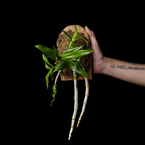 Dendrobium x Phalaenopsis - Montada en Madera - comprar online