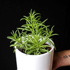 Peperomia ferreyrae - Grande - Plantas Kolog