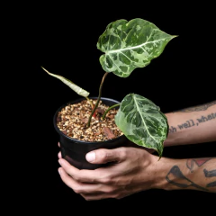 Philodendron gloriosum Aberrant Form - variegado - comprar online