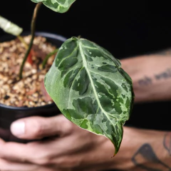 Philodendron gloriosum Aberrant Form - variegado en internet