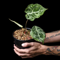 Imagen de Philodendron gloriosum Aberrant Form - variegado