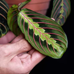 Maranta Leuconeura Tricolor - Plantas Kolog
