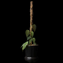 Philodendron micans c/ tutor - comprar online