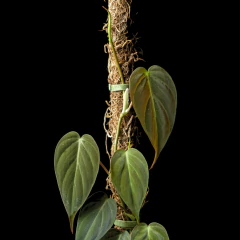 Philodendron micans c/ tutor en internet