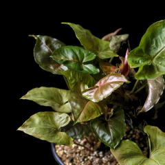 Syngonium Maria Allusion en internet