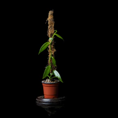 Vanilla angustipetala