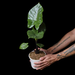 Alocasia Dark Star - comprar online
