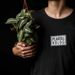 Begonia listada - XL