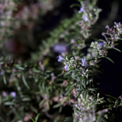 Bonsai Romero - Salvia rosmarinus en internet