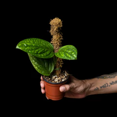 Monstera sp. Peru - Plantas Kolog = CALIDAD en Plantas de interior 