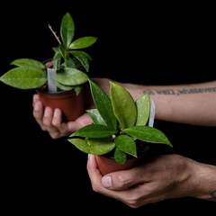 Hoya carnosa verde - Chica - comprar online