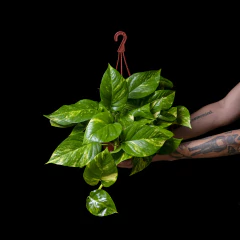 Epipremnum aureum - Potus Golden - Grande - tienda online