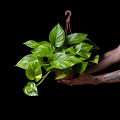 Epipremnum aureum - Potus Golden - Grande - Plantas Kolog