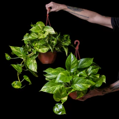 Epipremnum aureum - Potus Golden - Grande - comprar online