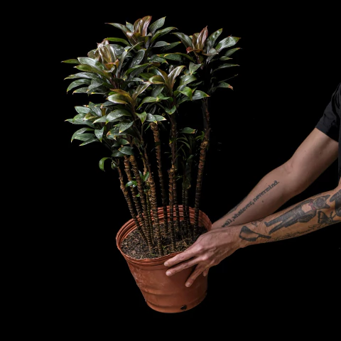 Jumbo Dracaena Baby Chocolate - comprar online