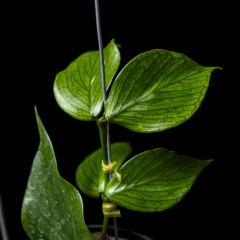 Hoya polyneura en internet