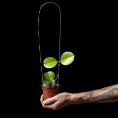 Hoya australis - Plantas Kolog = CALIDAD en Plantas de interior 