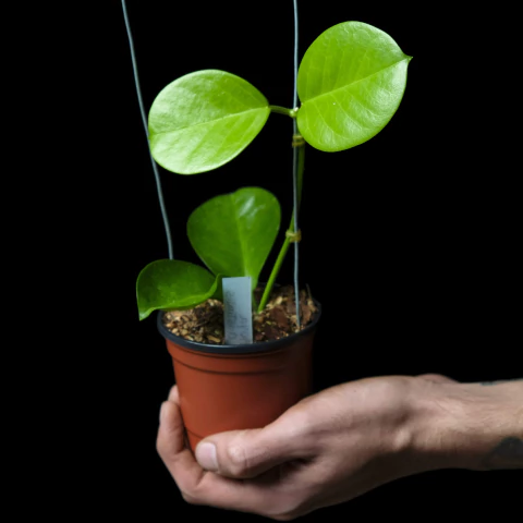 Hoya australis - comprar online