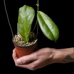 Hoya forbesii - comprar online