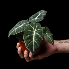 Alocasia reginula Black Velvet - Plantas Kolog = CALIDAD en Plantas de interior 