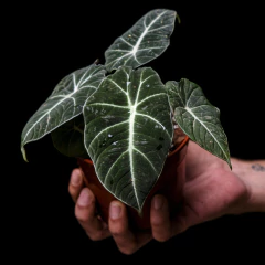 Alocasia reginula Black Velvet - comprar online