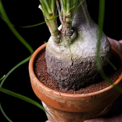 Beaucarnea recurvata en terracota - Ponytail - Nolina en internet