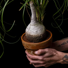 Beaucarnea recurvata en terracota - Ponytail - Nolina - Plantas Kolog